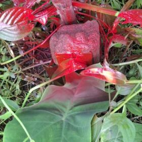 Vì sao hồ sơ nhà đất tại phường Tam Bình thường “vướng” khi nộp?