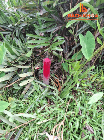 Hướng dẫn thủ tục cấp Sổ đỏ cho đất dôi dư chi tiết