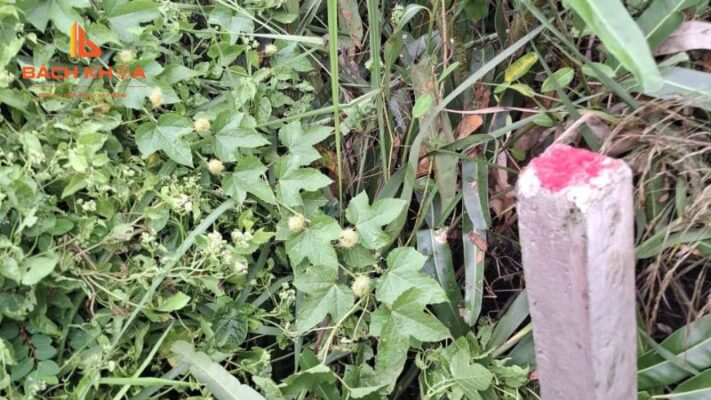 Thực tế nhà đất tại phường Long Trường và những vấn đề dễ phát sinh