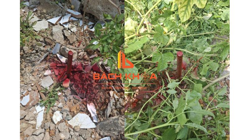 Cọc sắt xịt sơn đỏ Nhà Đất Bách Khoa tại ranh giới đất chị Diệu Hiền.